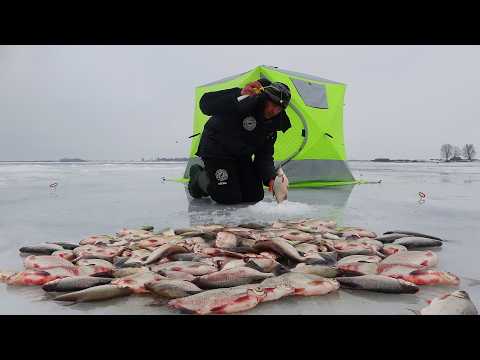 БОРА - МОНСТР, ЧЕРПАЮ НА ВСЕХ КРЮЧКАХ. КРУПНАЯ ГУСТЕРА НОЧЬЮ. Рыбалка с ночёвкой в палатке на льду.