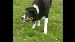 Border Collie Rescue - Dot doing what she loves most.