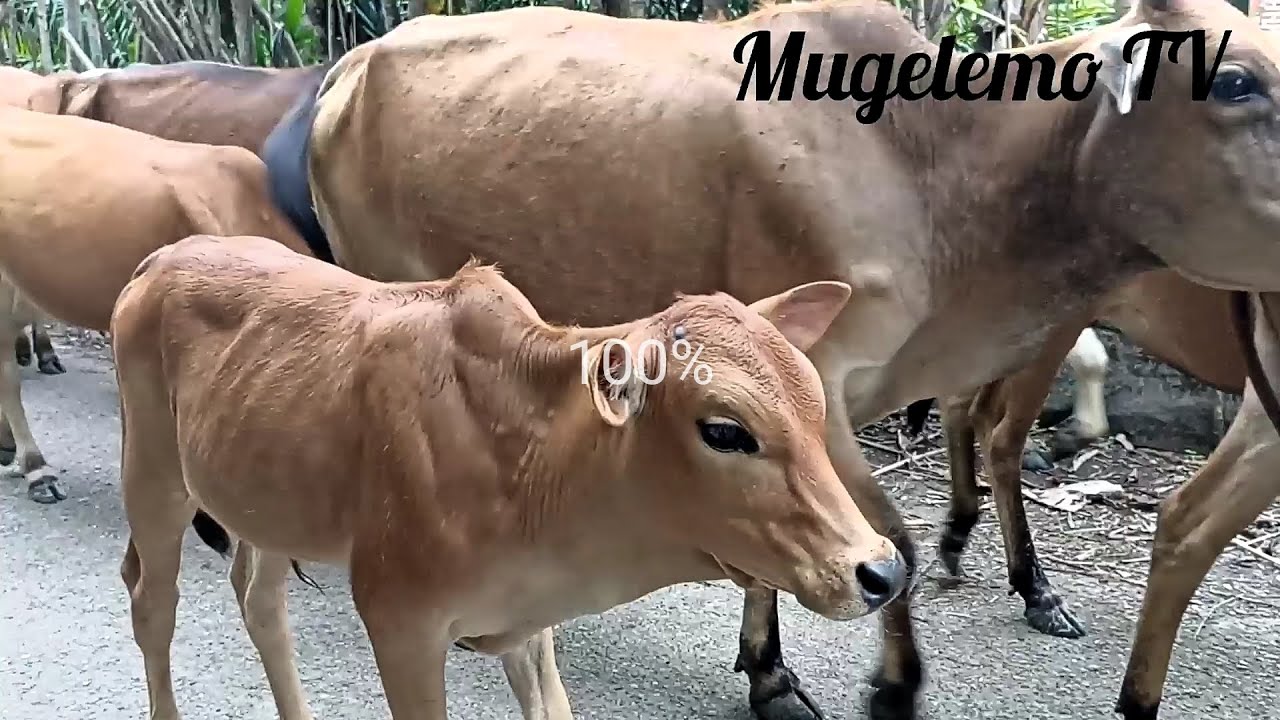 Mengembala sapi lembu jinak berjalan ramai ramai di pedesaan mencari ...