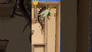 Run or Get Hunted! Praying Mantis vs Centipede vs Spider