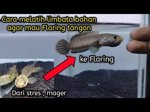 Cara Melatih Channa Limbata Bahan Agar Mau Flaring Tangan