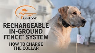 Rechargeable In Ground Fence™ System :: How to Charge the Collar by SportDOG Brand 3,037 views 4 years ago 1 minute, 23 seconds