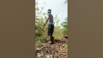 Harvesting cassava part 561 #shorts #farming #cassava #nature  #cassavaroots #cassavafarming