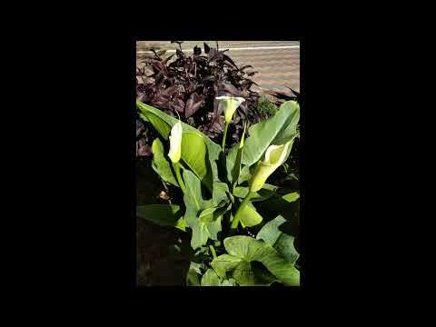 Video: How To Deadhead Calla Lily - Informacije o Deadheading Calla Lilies