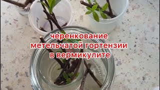 видео: Черенкование метельчатой гортензии в вермикулите. Как это делаю я. картинка: Черенкование метельчатой гортензии в вермикулите. Как это делаю я.