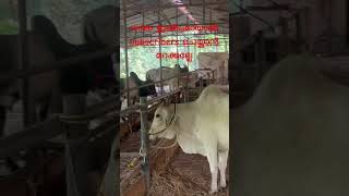#buffalo #cow #buffalobills