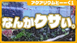 アクアリウム 家族に言われたダメ出し４選【アクアリウムとーくNo1】