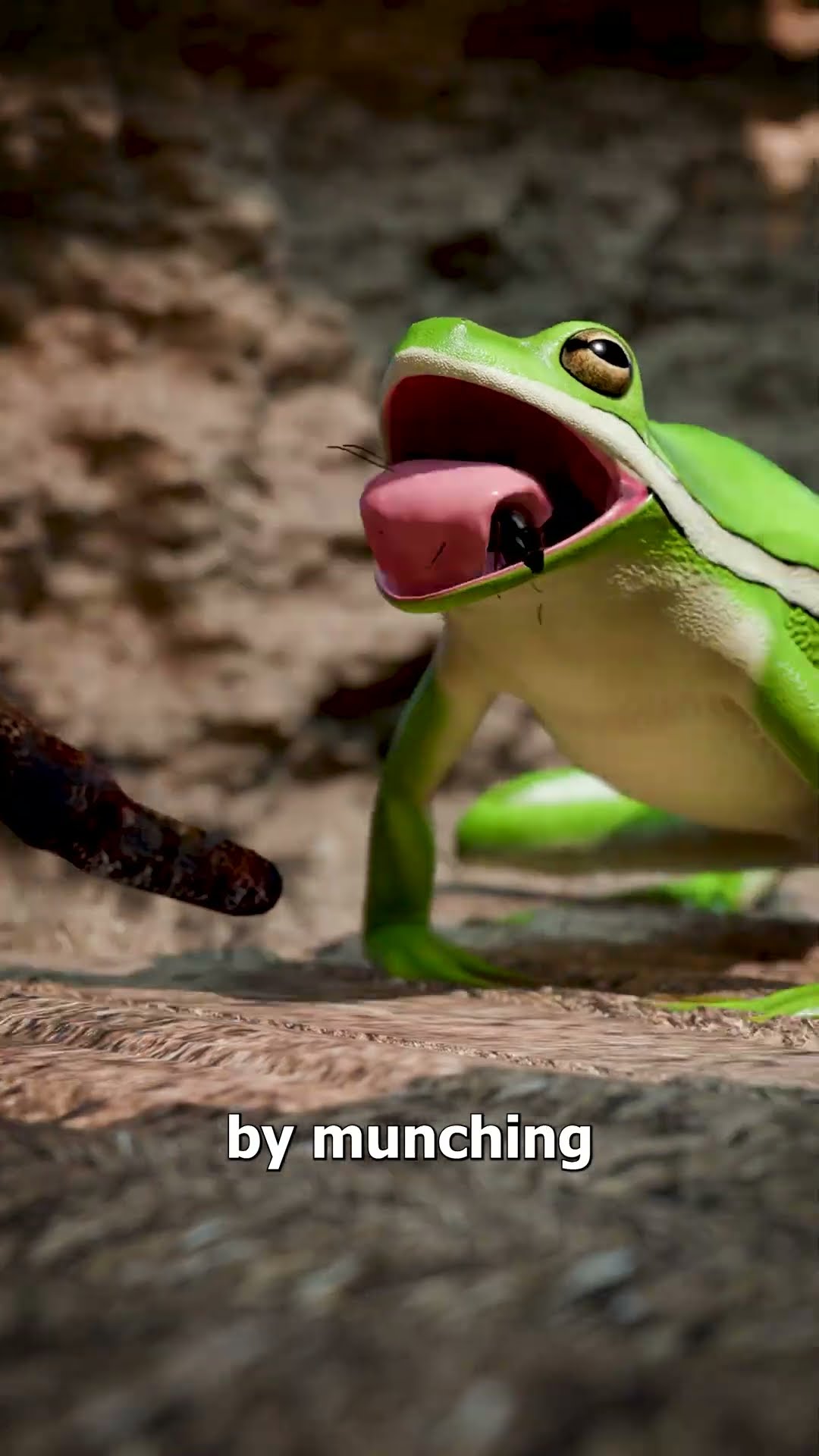 Tarantulas Keep Frogs As Pets? ?
