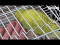 Budgie counts fingers and slides like a dancer.