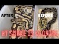 Breeding Ball Pythons pt 3: Glow and Ovulation