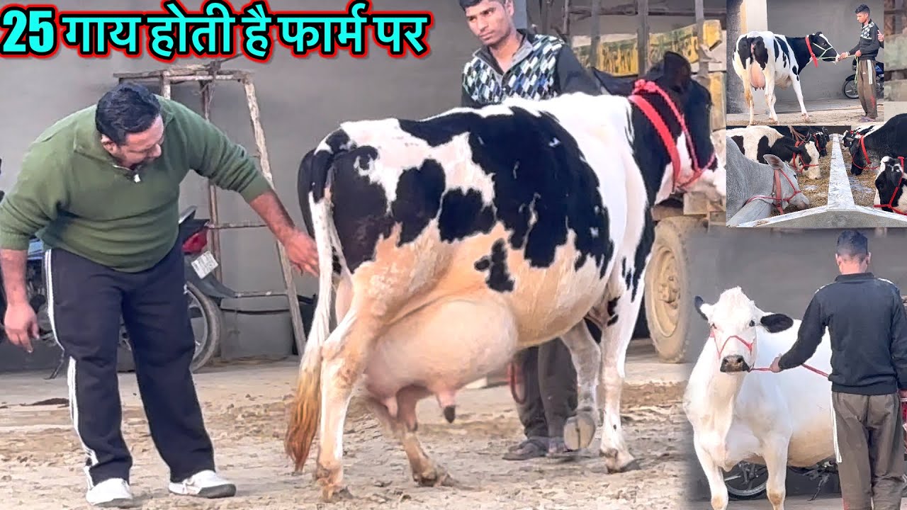 25 से 30 गाय एक ही फार्म पर बिक्री के लिए मिलेंगी ।। Rk dairy farm @priyankadinuvlogs4789 