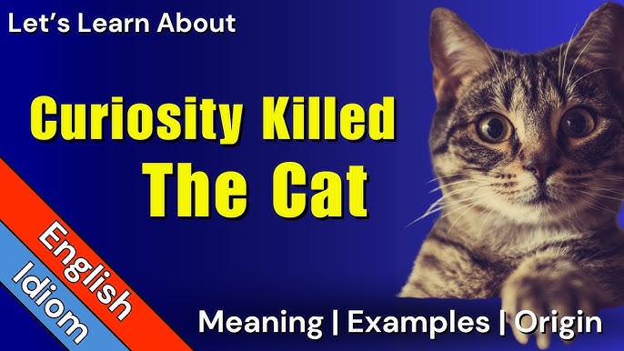 Let's learn some 'Cat' idioms! #englishisnice#englishisfun#idioms