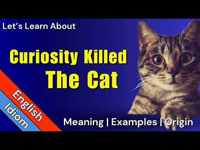 Curiosity Killed The Cat - English Cat Idioms and phrases  Idioms and  phrases, Cat idioms, Curiosity killed the cat