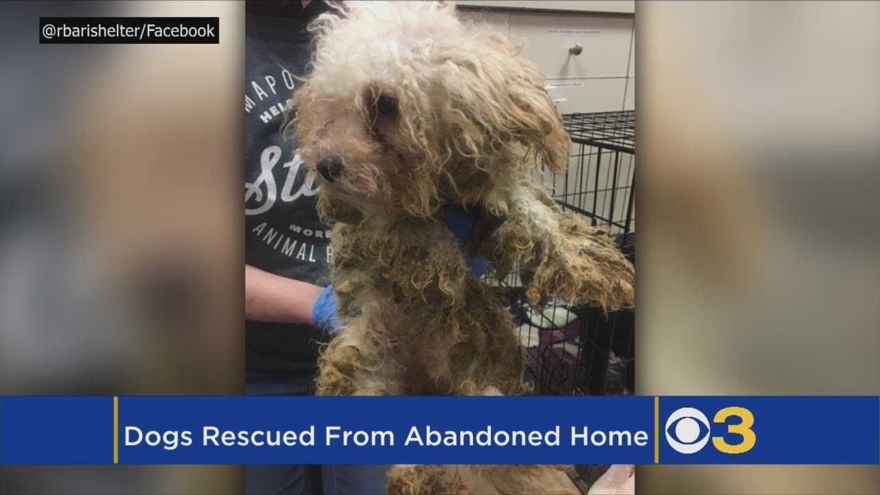 12 Neglected Dogs Found In Horrible Conditions Inside Abandoned New