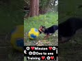 ⚽️❤️⚽️#training #football #footballskills #funny #dog #doggielife #doggybestfriend