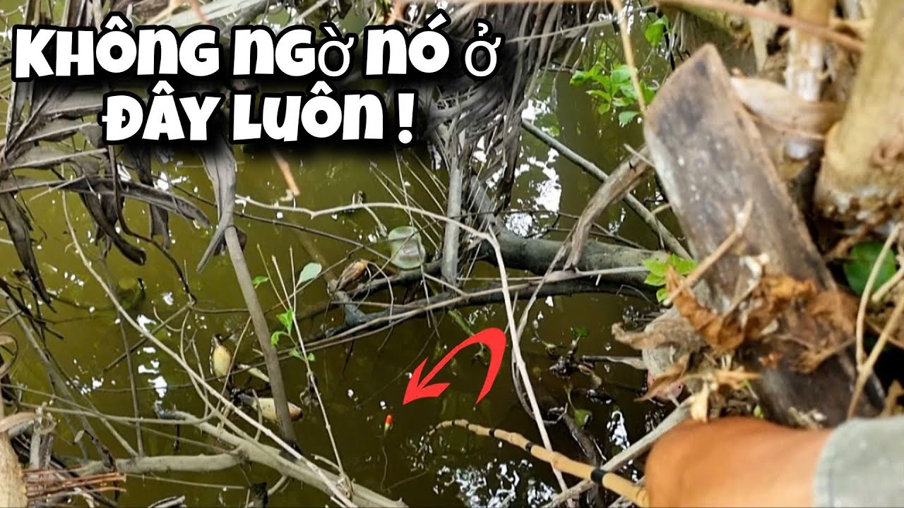 Tập 117 - Khu Này Còn Nhiều Cá Trê Vàng, Lỗ Câu Đầu Tiên Đã Đụng Thứ Dữ Rồi | Câu Cá Rô Đồng