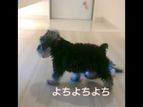 ミニチュアシュナウザー生後2か月〜1歳までのダイジェスト! ダンロくん子犬期〜成長期まで ヨチヨチ歩き〜階段もラクラクへ♪