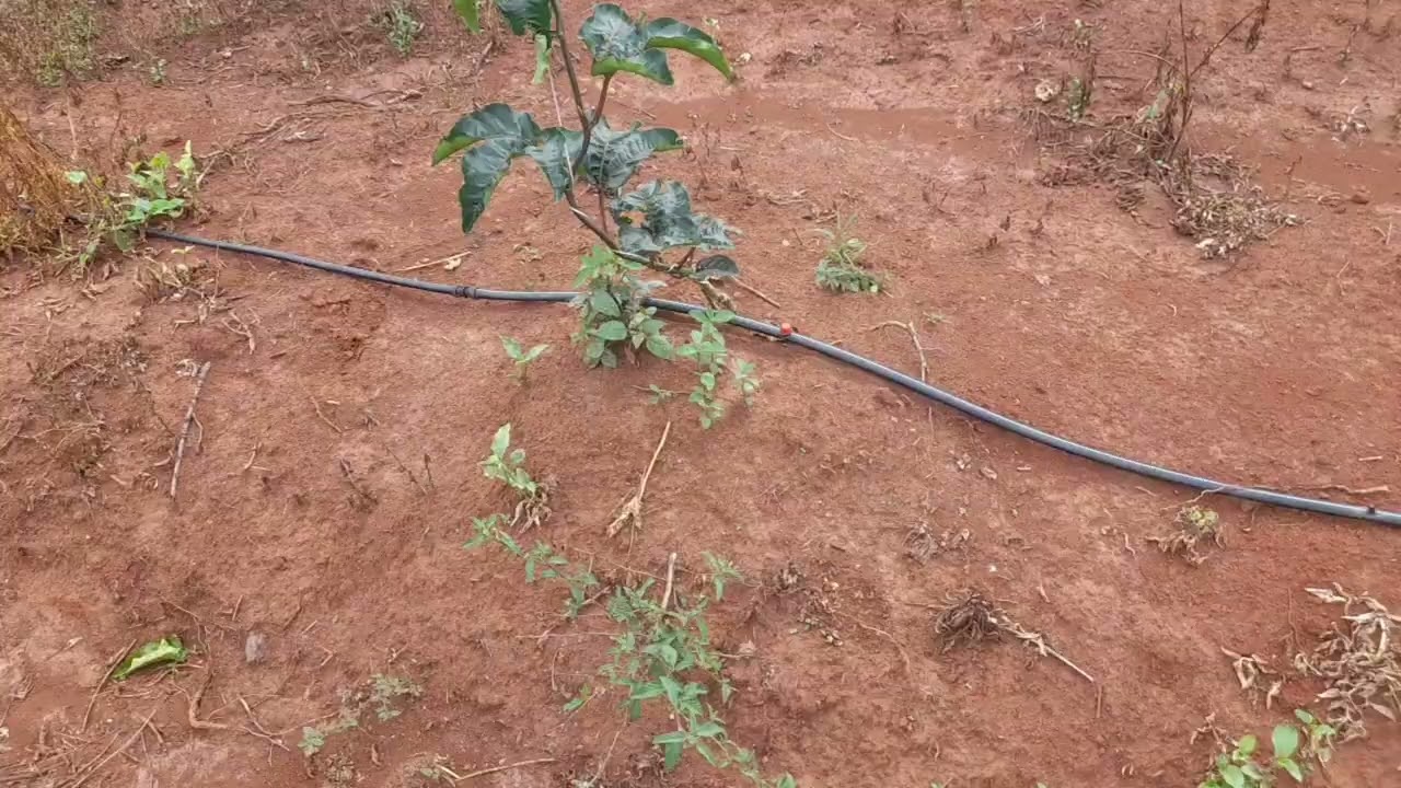 Plantação de maracuja