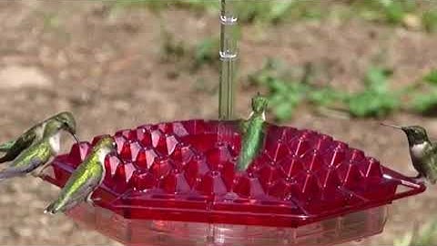 Sweety Hummingbird Feeder🐦 #hummingbird #bird feeder