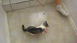 ねこ