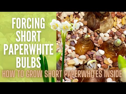 Video: Forcing Bulbs In Alcohol: Preventing Floppy Paperwhites, Amaryllis and Other Bulbs