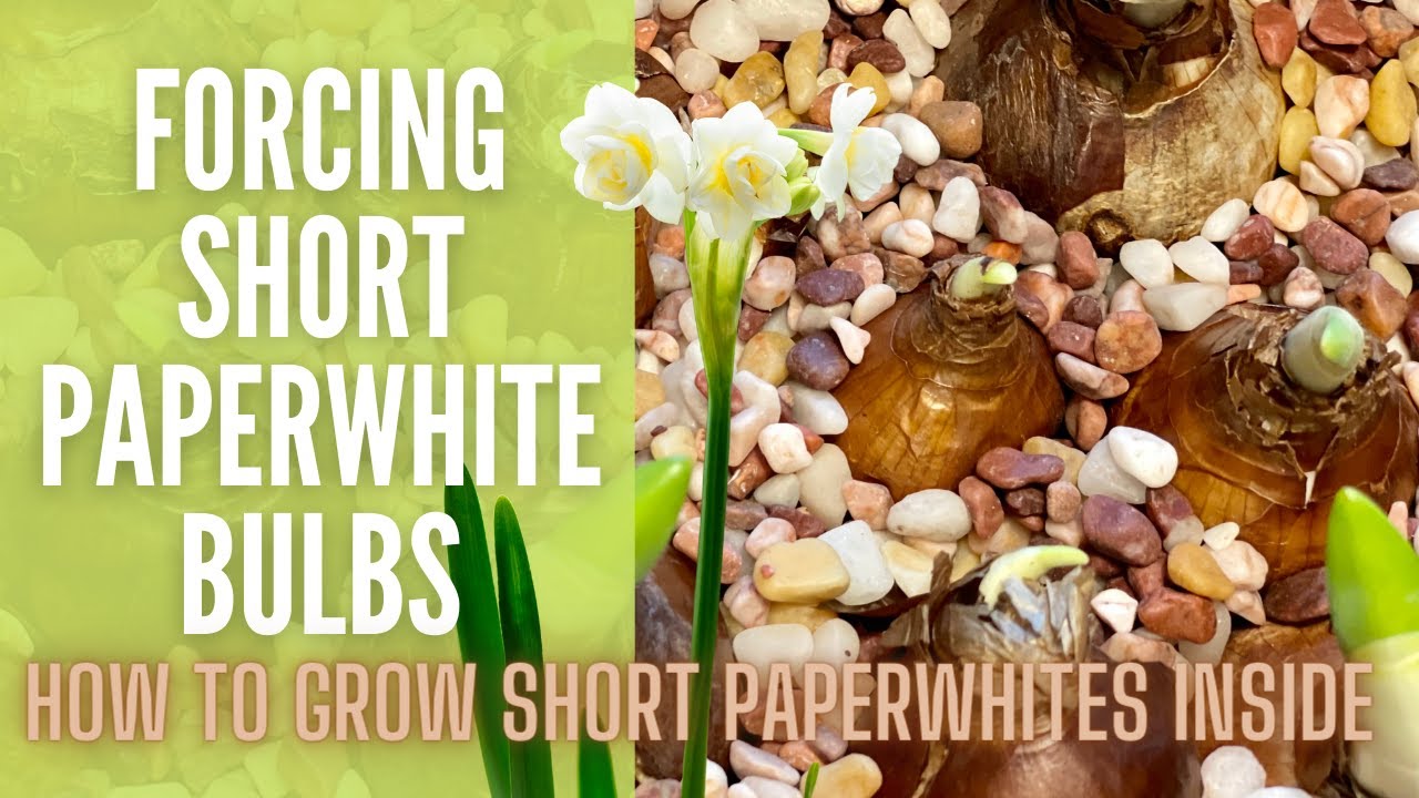 Forcing Paperwhite Bulbs 🌼 The Secret To Growing Short Paperwhites
