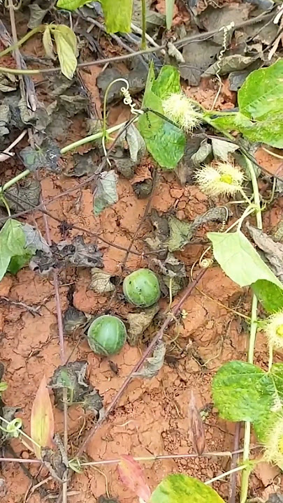 Petik semangka kurcaci terkecil di dunia #semangka #semangkamini
