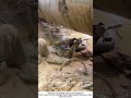 Emergency Pipe Repair – Arc Welding a Steel Water Main 🔧⚡