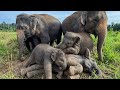 The Cutest Bond! Baby Elephant Sibling Moments Will Make Your Day