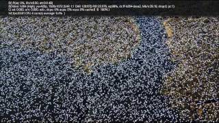 Bit Rate Test 40mbps Birds