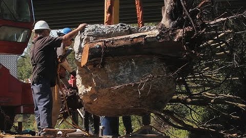 THE NEW WAY FORWARD: Salmon Shelter Project