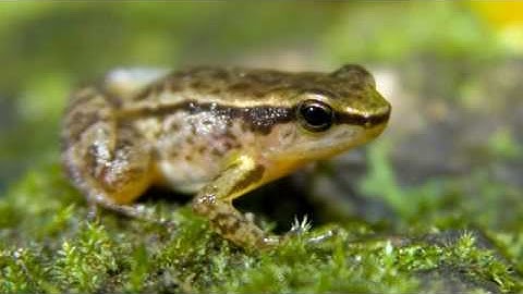 6) Key Biodiversity Areas: KBA Prioritization and The Alliance for Zero Extinction