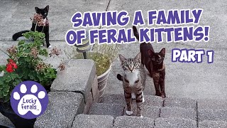 Saving A Family Of Feral Kittens Part 1 Cat Video Compilation