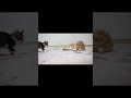 短足猫のシッポが気になって仕方ない子猫
