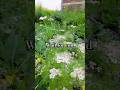 wait for end #edit #nature #explore #shortvideos #shortsfeed #india #instagram #photography #viral