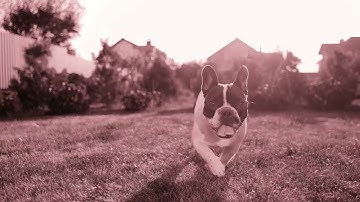 The Spacing Effect - Blind Dogs - Motion Video