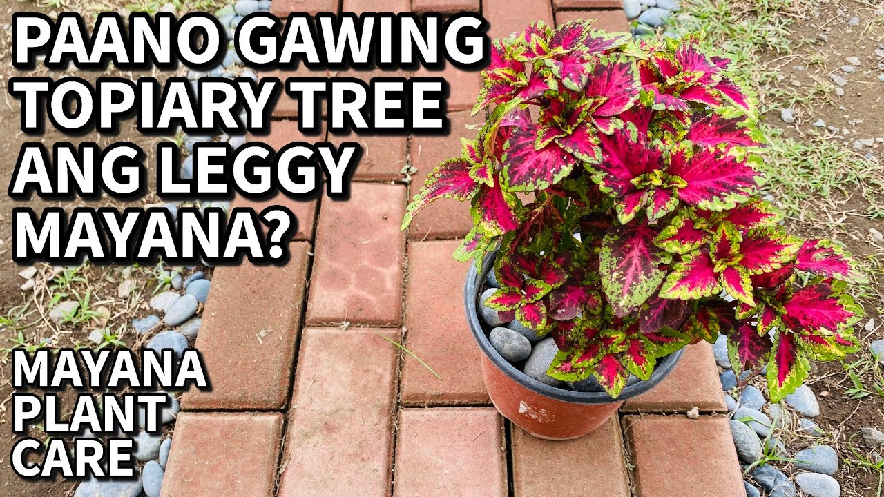 Mayana Bonsai Topiary Tree Tutorial Leggy to Topiary Mayana Plant