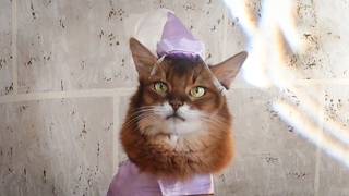 A New Princess Dress for Summer…What Could Go Wrong?