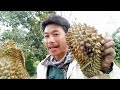 tổng kết một ngày đi thăm vườn sầu riêng sai trái quá 💥💥💥💥💥rồi cái kết thật bất ngờ 👉💥