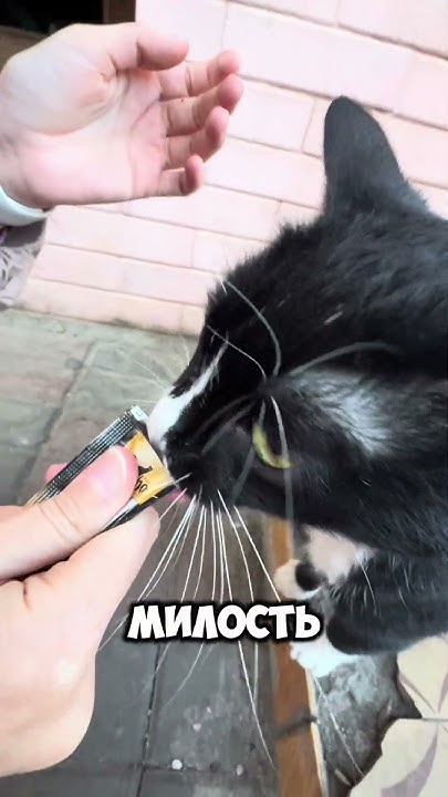 Кошачье лакомство со вкусом курицы😋#кошка #кошкабатуми #кошкасирена # ...