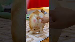 Sa Mère L’a Chassé De Chez Lui… Puis Il A Trouvé Une Niche Pour Chien 😱🐶