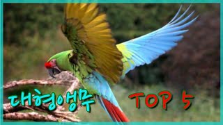 국내 가장인기 있는 대형앵무새 TOP5