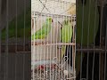 pair parrots