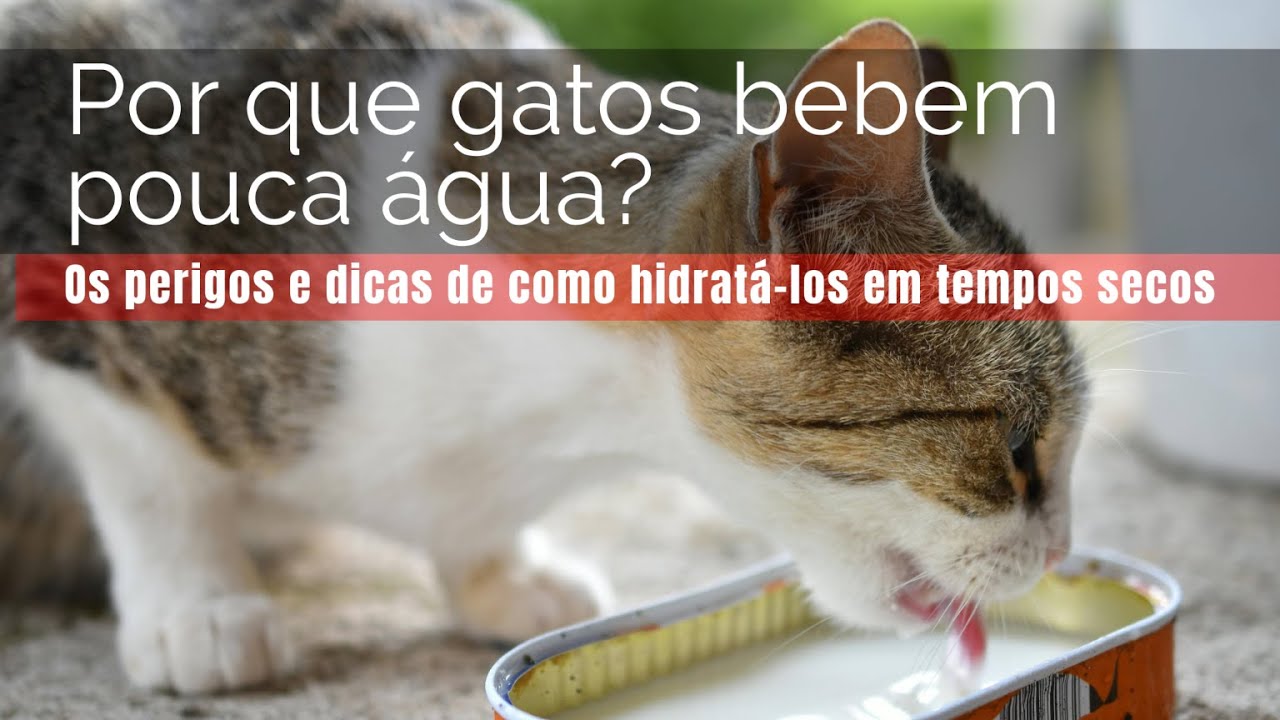 Como hidratar seu gato? - YouTube