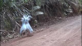 A Kagu bird on the brink of extinction meets its own kind