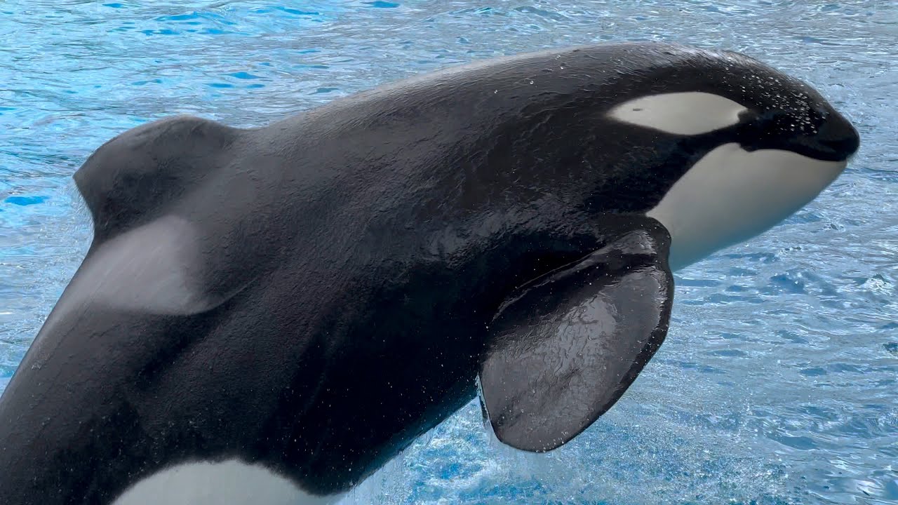 2023/09/17 シャチの公開トレーニング アース編 【13:30の回】@名古屋