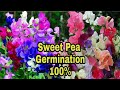 How to Grow Sweet Peas from Seed