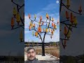 Ye Ped Free Me Bijli Banata Hai ⚡ | Wind Tree Technology #engineersindialimited #inoxwind #india