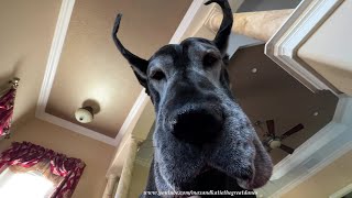 Funny Great Danes Love Mom's Morning Yoga Stretching Floor Exercises by Max and Katie the Great Danes 1,901 views 2 weeks ago 1 minute, 39 seconds