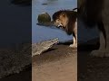 Scarface Vs Crocodile Lion سكارفيس Scarface Vs Crocodile Lion سكارفيس